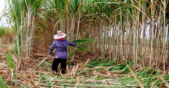Sugar cane is grown in over 100 countries and is used by food manufacturers as well as the pharmaceutical, chemical and energy industries.